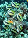 030509_Gamoul Soraya - Poissons cocher - Dsc02397~